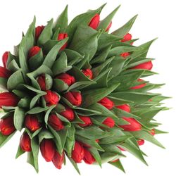 Tulpe rot/gelb Power Play 30 Gramm