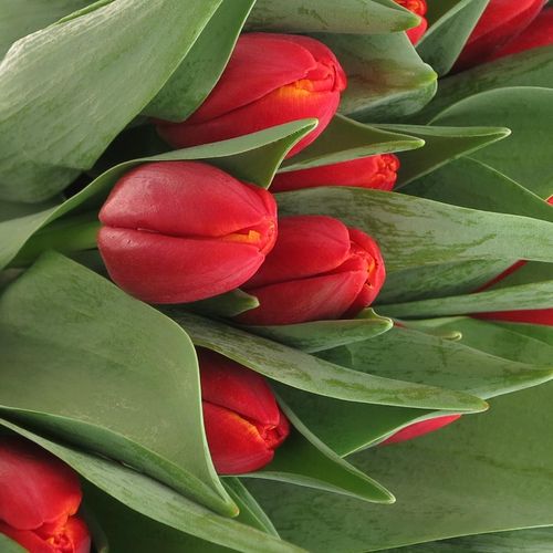 Tulpe rot/gelb Power Play 30 Gramm