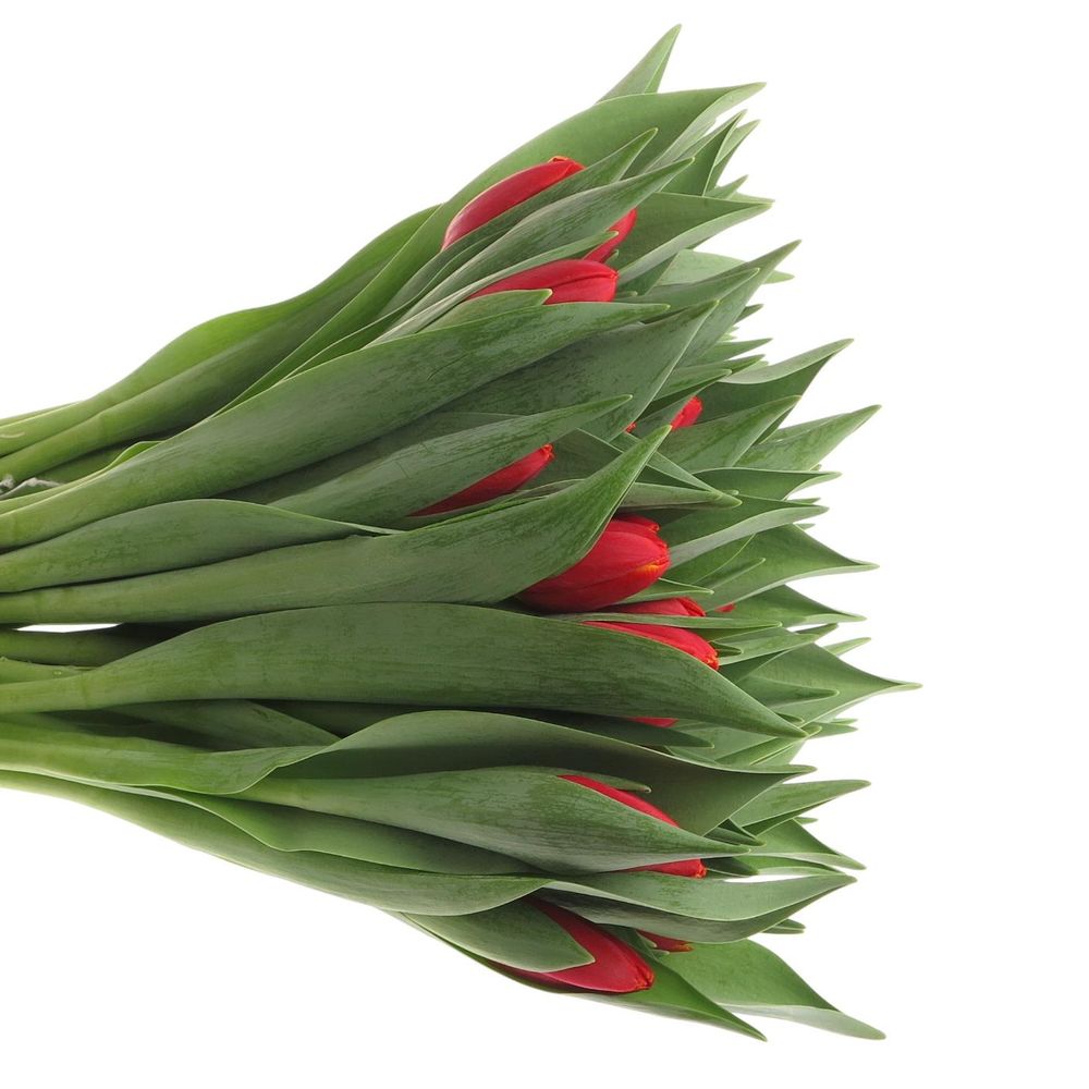 Tulpe rot/gelb Power Play 30 Gramm