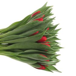 Tulpe rot/gelb Power Play 30 Gramm