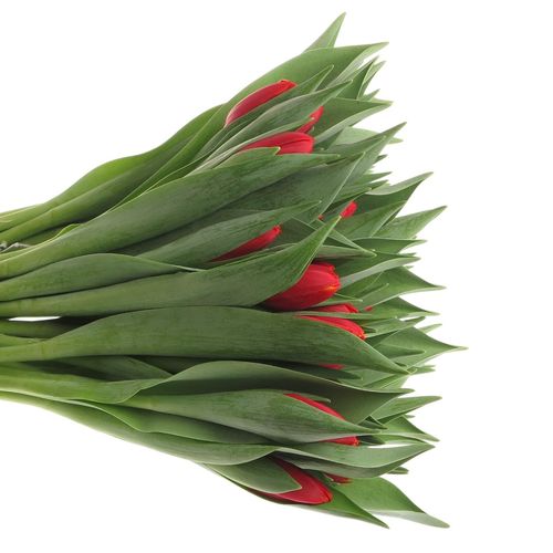 Tulpe rot/gelb Power Play 30 Gramm