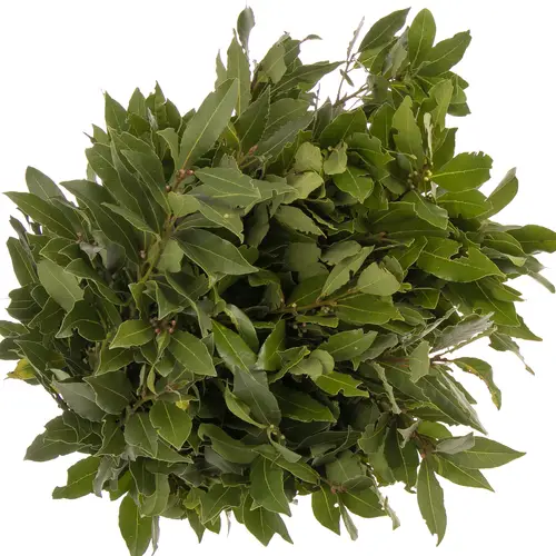 Lorbeer Kraut Laurus Nobilis 250gram