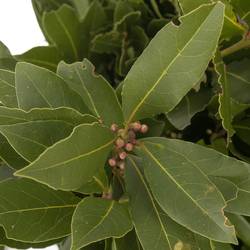 Lorbeer Kraut Laurus Nobilis 250gram