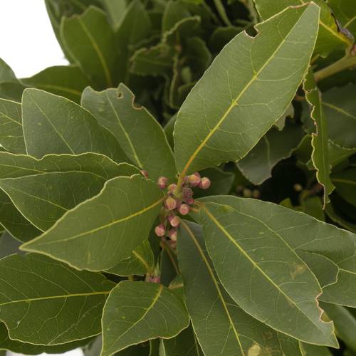Lorbeer Kraut Laurus Nobilis 250gram
