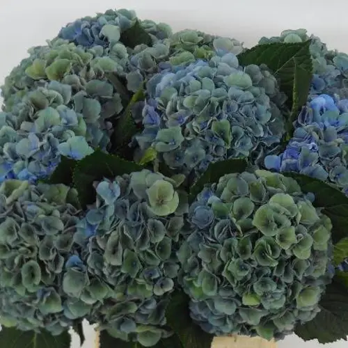 Hortensie blau/grün Pompidou Classic Bol 18cm 60cm