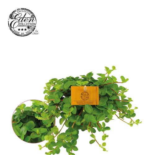 Peperomia Rotundifolia T10,5 H15
