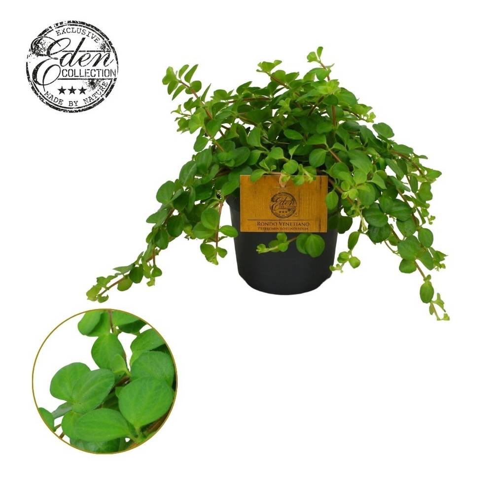 Peperomia Rotundifolia T10,5 H15