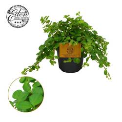 Peperomia Rotundifolia T10,5 H15