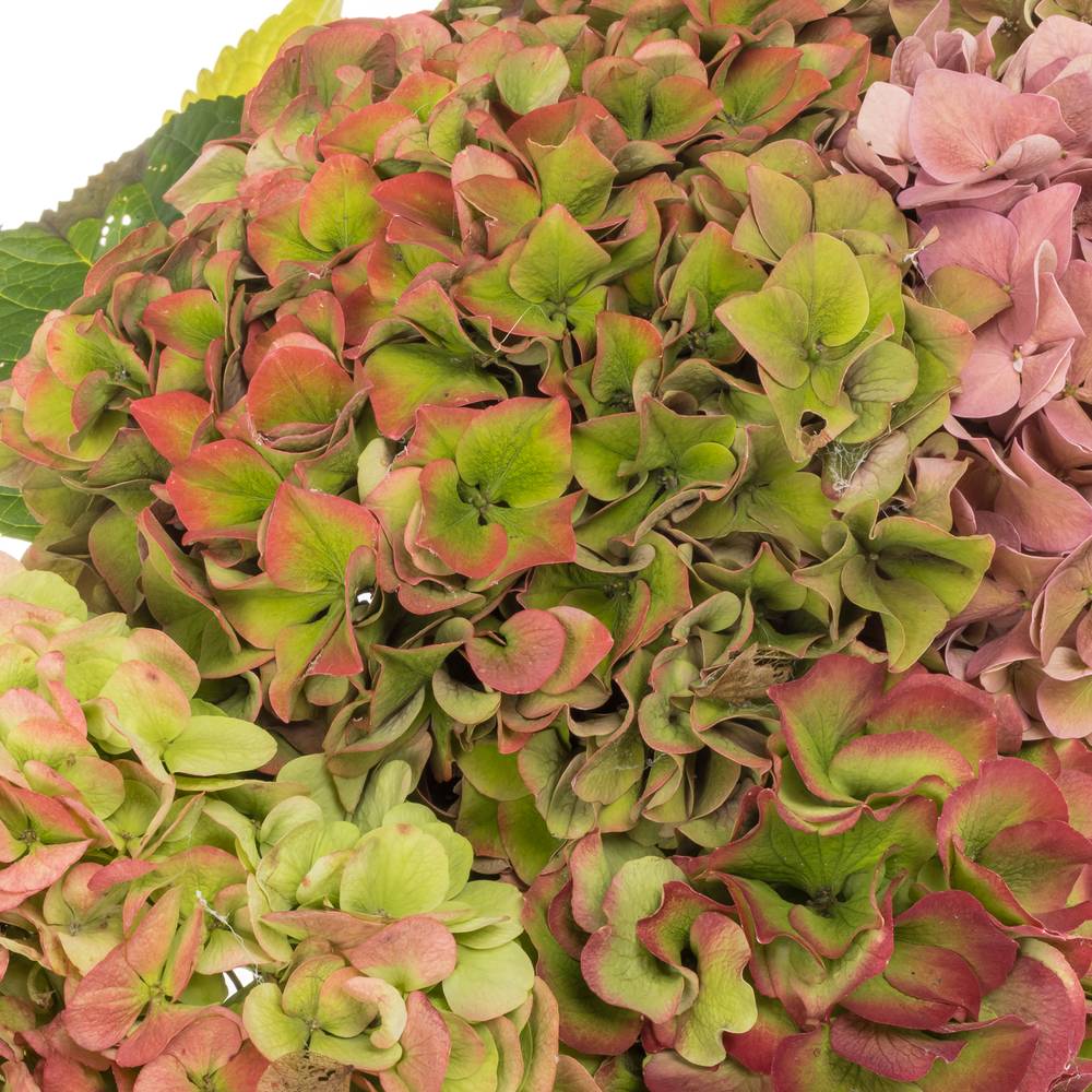 Hortensie bunt Herbst Bol 16cm 60cm