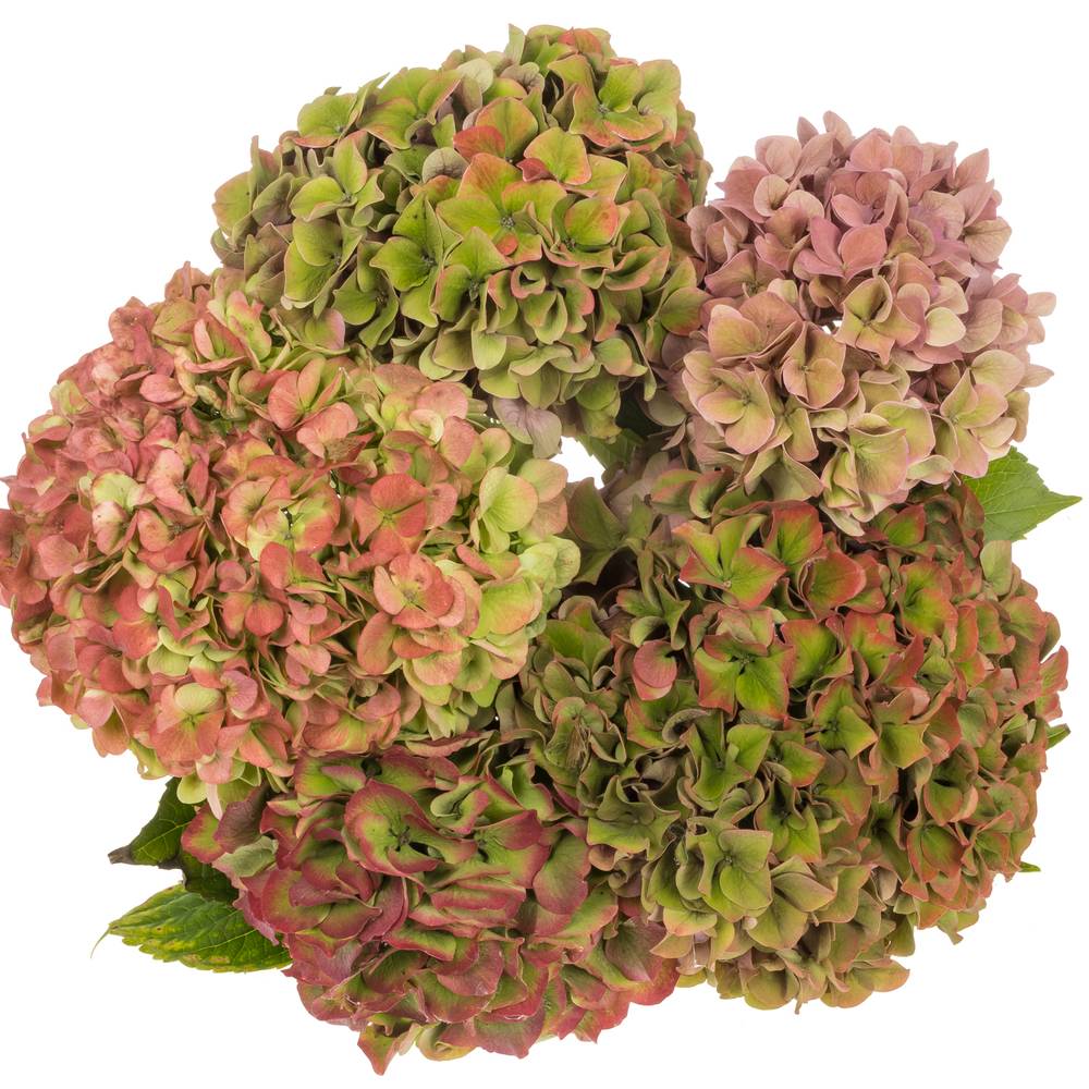 Hortensie bunt Herbst Bol 16cm 60cm