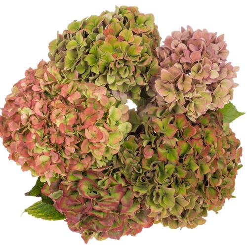 Hortensie bunt Herbst Bol 16cm 60cm