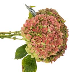 Hortensie bunt Herbst Bol 16cm 60cm