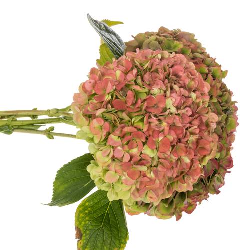 Hortensie bunt Herbst Bol 16cm 60cm