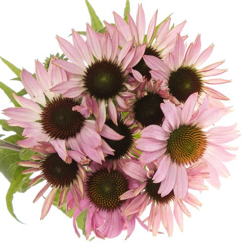 Rudbeckia rosa Blüte 6