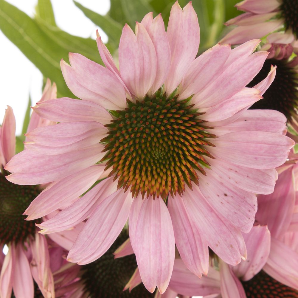 Rudbeckia rosa Blüte 6