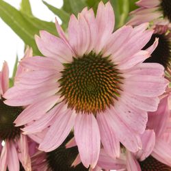 Rudbeckia rosa Blüte 6