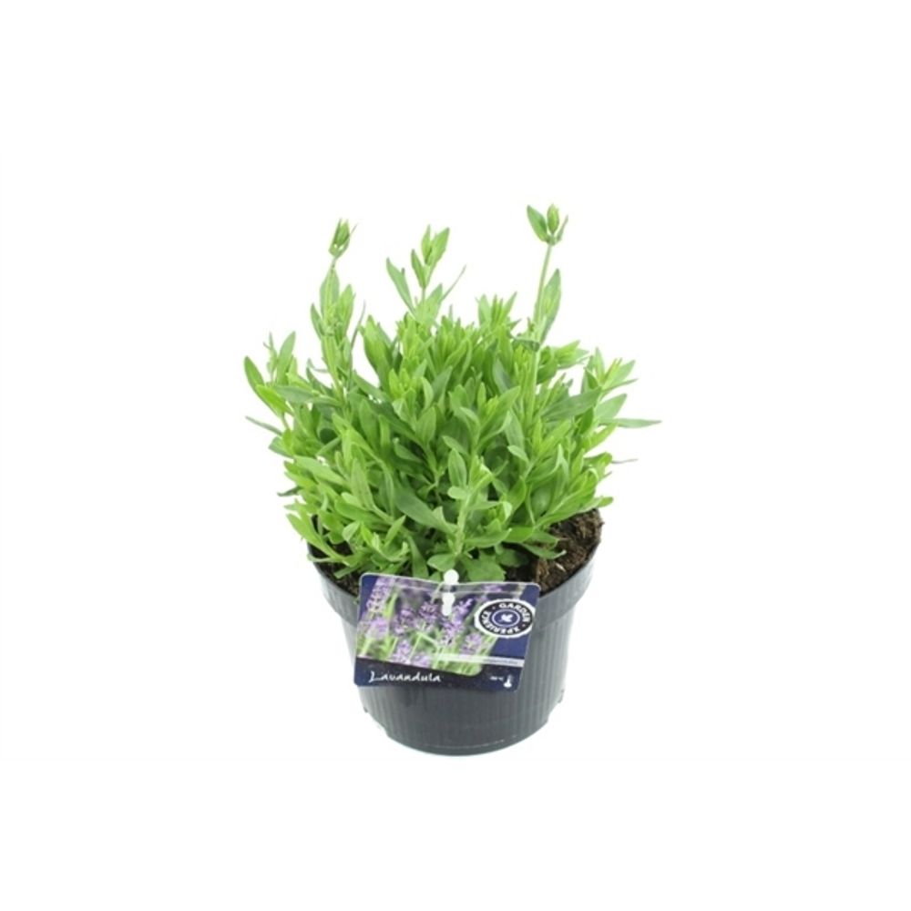 Lavendel blau T13 H45