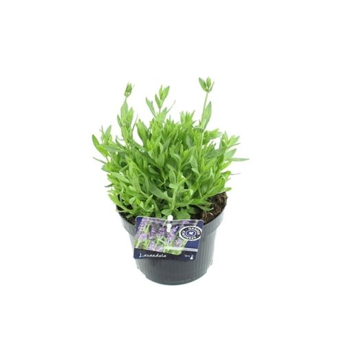 Lavendel blau T13 H45