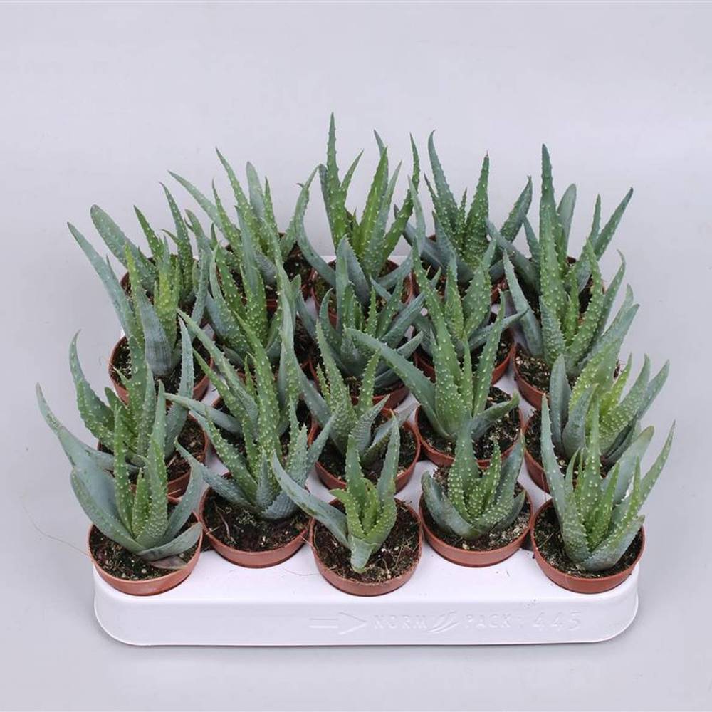 Aloë Humullis T05,5 H016