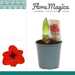 Amar.2er Royal rot T12 H25 112197RD