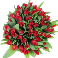 Tulpe rot gezackt India 28 Gramm