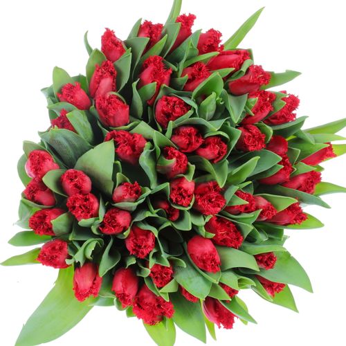 Tulpe rot gezackt India 28 Gramm