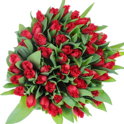 Tulpe rot gezackt India 28 Gramm