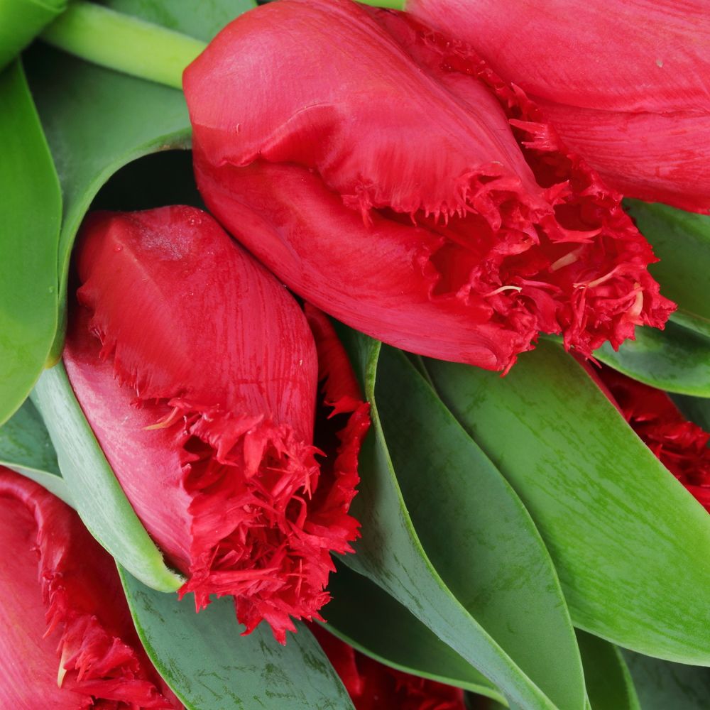 Tulpe rot gezackt India 28 Gramm