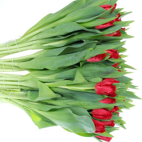 Tulpe rot gezackt India 28 Gramm