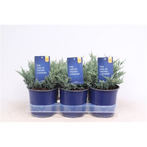 Juniperus Chip