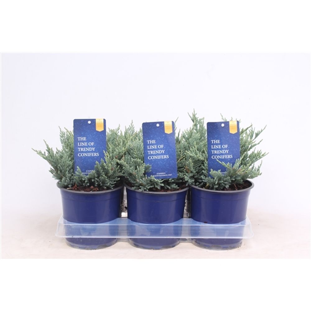 Juniperus Chip