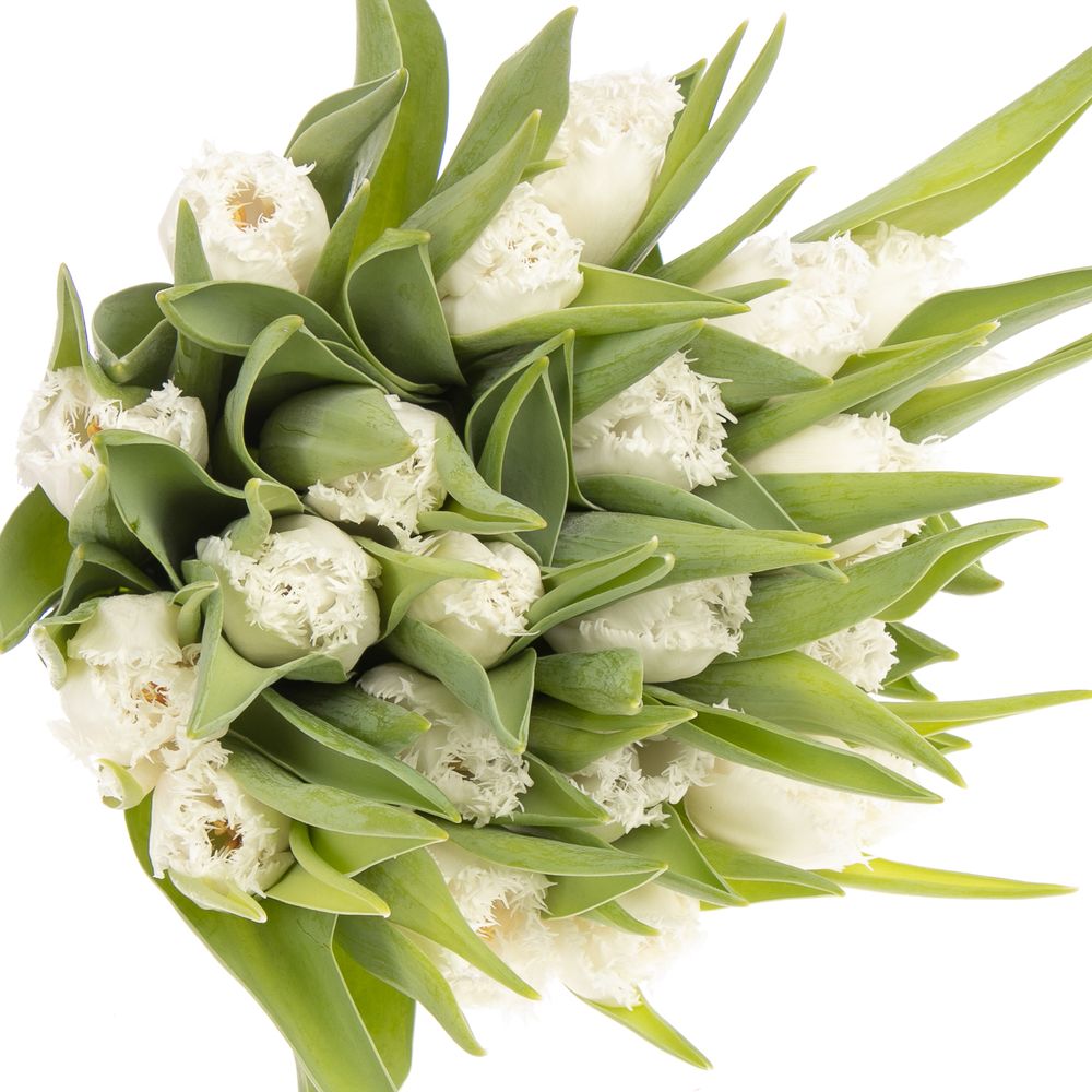 Tulpe weiss gezackt Honymoon Trifor 24 Gramm
