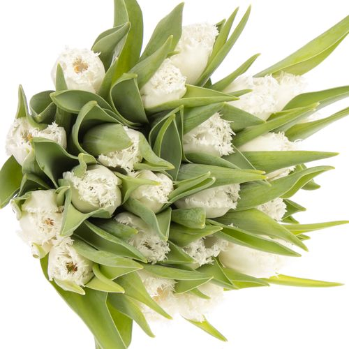 Tulpe weiss gezackt Honymoon Trifor 24 Gramm