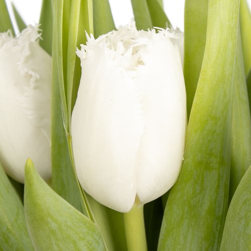 Tulpe weiss gezackt Honymoon Trifor 24 Gramm