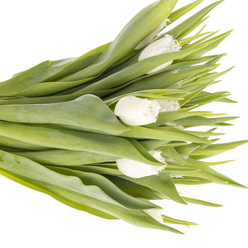 Tulpe weiss gezackt Honymoon Trifor 24 Gramm
