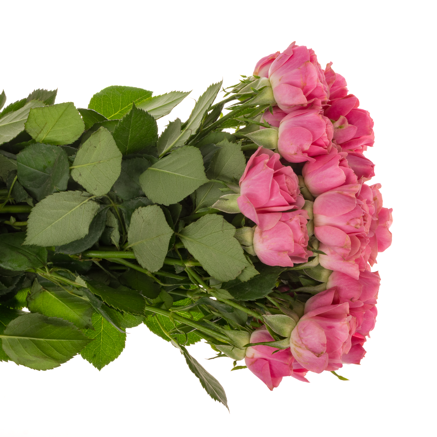 Rose verzweigt rosa Pink Boom 5+Blüte 50cm