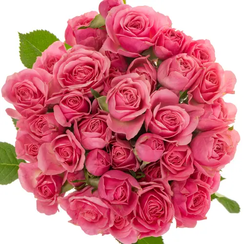 Rose verzweigt rosa Pink Boom 5+Blüte 50cm