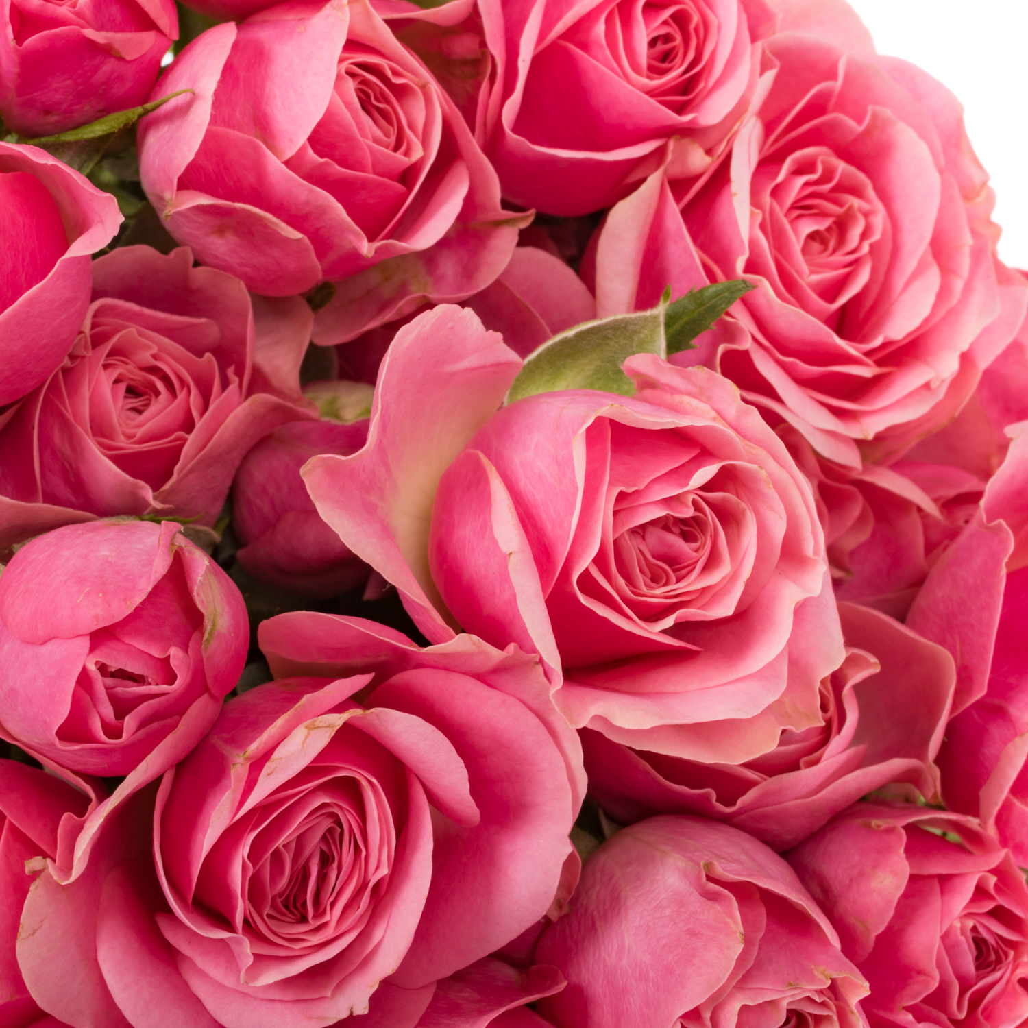 Rose verzweigt rosa Pink Boom 5+Blüte 50cm