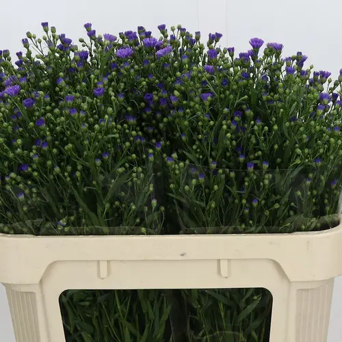 Aster lila Casamare 30Gramm 70cm