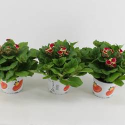 Calceolaria rosa bicolor T15 H030