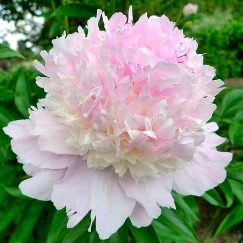 Pfingstrose rosa/creme gefüllt Petticoat 60c