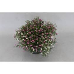 Gypsophila Twins 2Farbig T12 H023