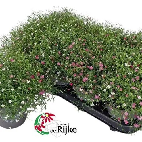 Gypsophila mix Twins 2Farbig T12 H023