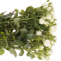 Rose verzweigt weiss Lady 3+Blüte 50cm
