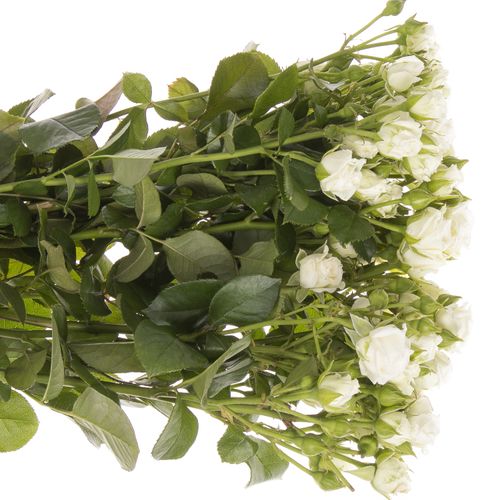 Rose verzweigt weiss Lady 3+Blüte 50cm