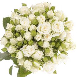 Rose verzweigt weiss Lady 3+Blüte 50cm