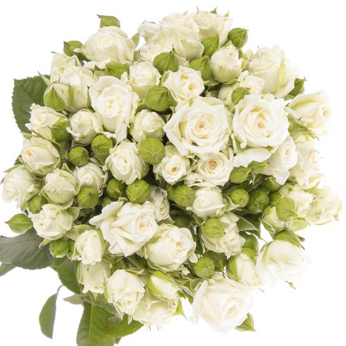 Rose verzweigt weiss Lady 3+Blüte 50cm