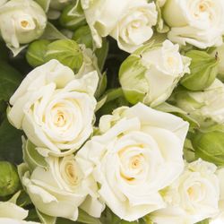 Rose verzweigt weiss Lady 3+Blüte 50cm