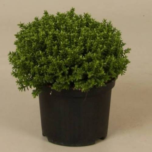 Hebe Green Globe Emeral T10,5 H15