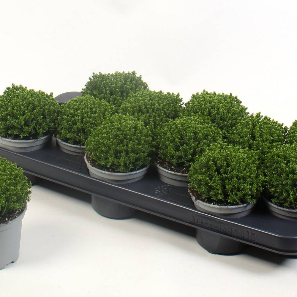 Hebe Green Globe Emeral T10,5 H15